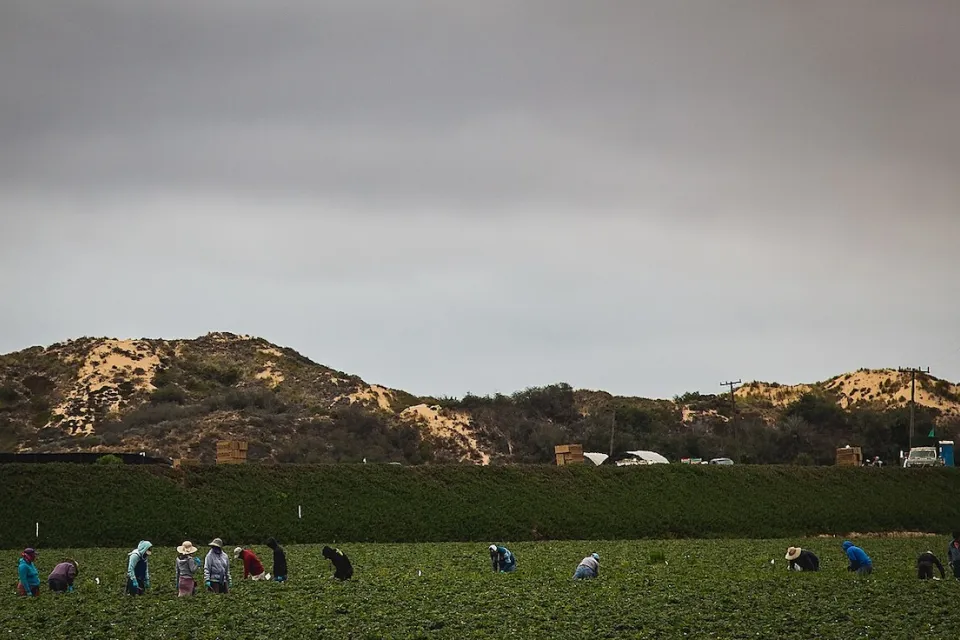 Farm workers in long sleeves and hats working in a green field in Nipomo, California with small hills in background.